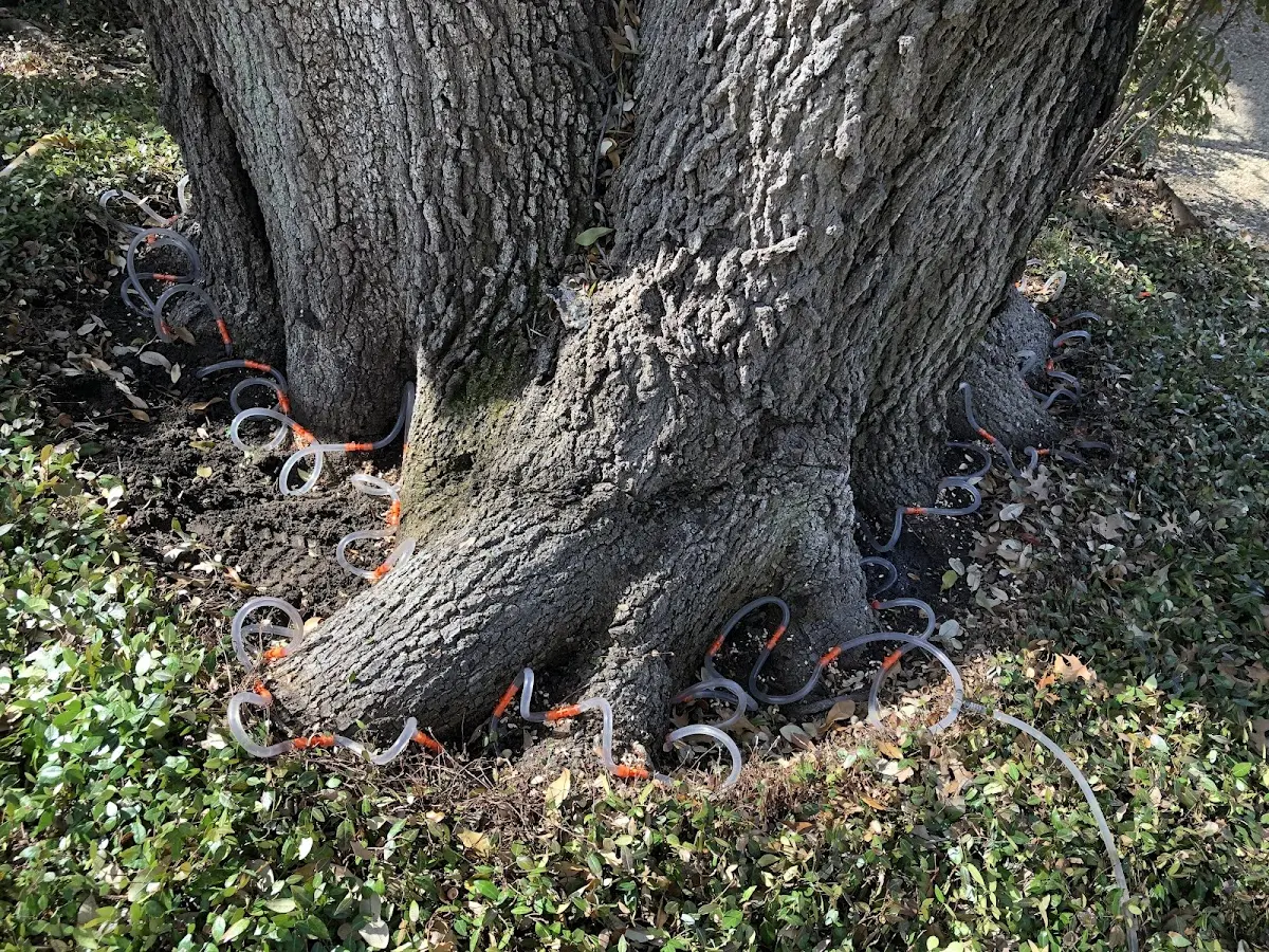 Detailed Tree Cabling and Bracing job site in Malverne