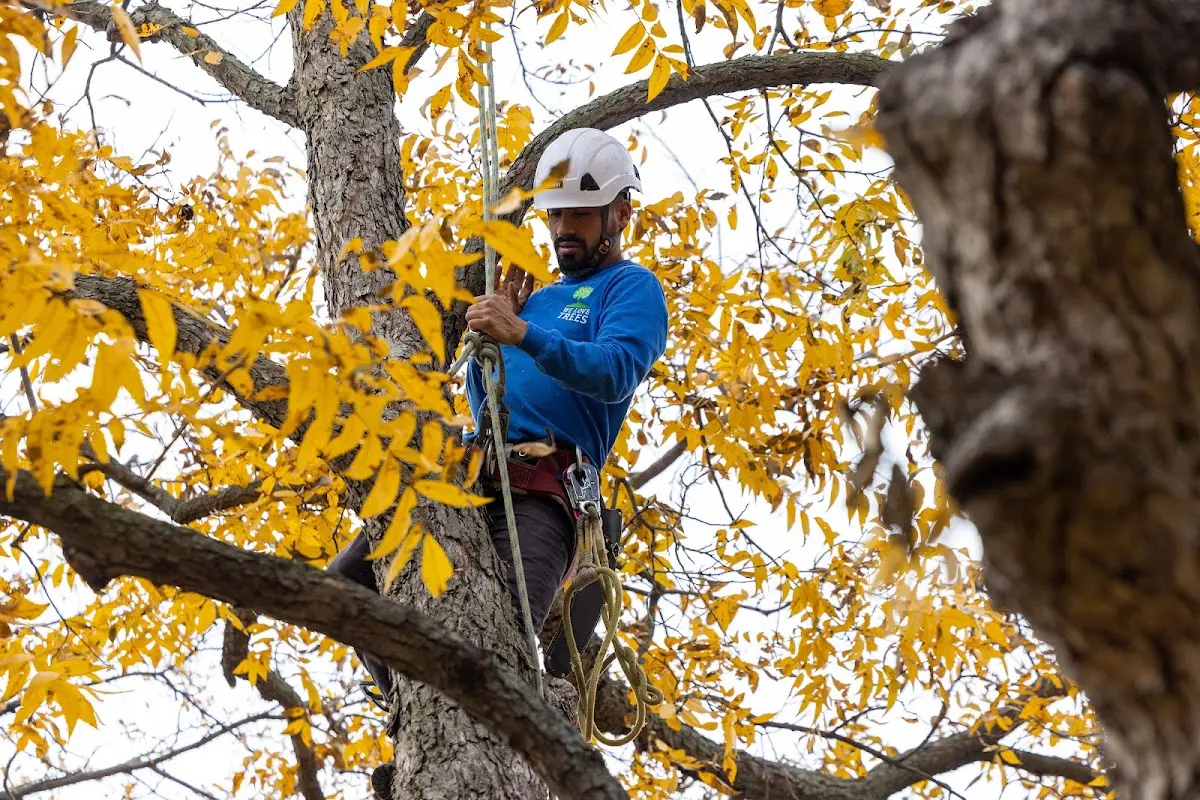 Skilled Tree Pruning crew working in Malverne